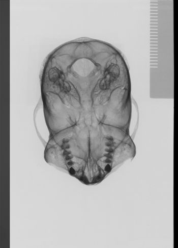 Media type: image;   Mammalogy 30593 Description: sagittal;